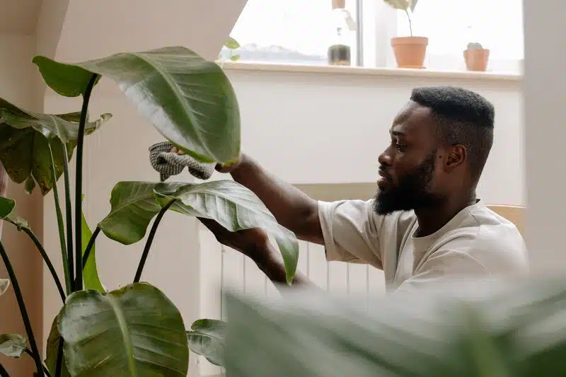 Man dusting off a plant in an office.